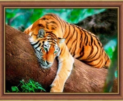 Cute Tiger Diamond Painting Kit, code DP-4139 Diamond painting