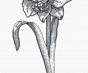 Amaryllis Graphics Cross Stitch Pattern