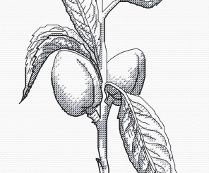 Almond 2 Graphics Cross Stitch Pattern