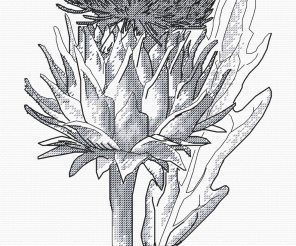 Artichoke Graphics Cross Stitch Pattern