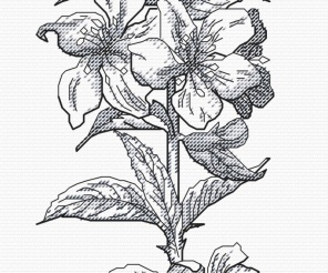 Almond Graphics Cross Stitch Pattern