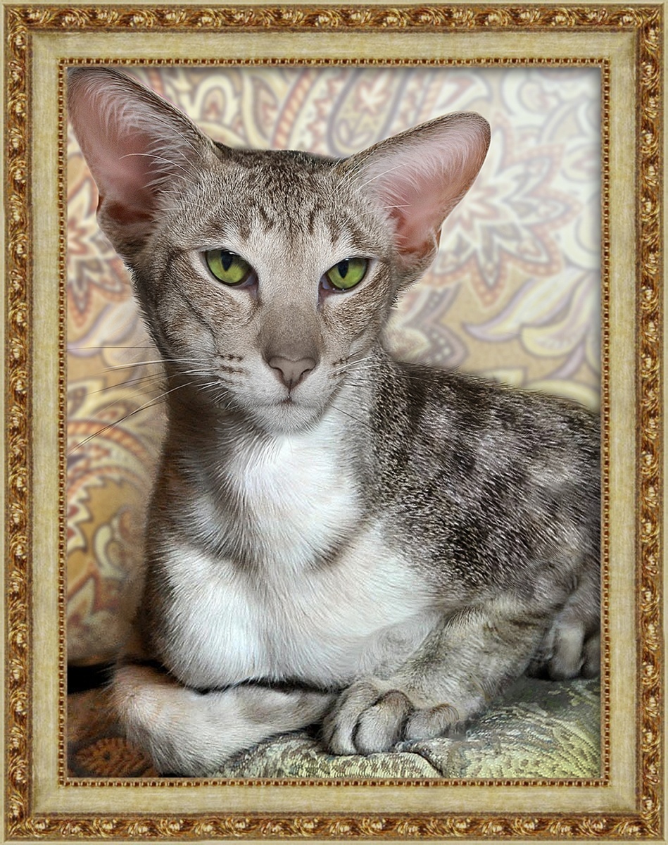 Oriental Cat Diamond Painting Kit фото 1