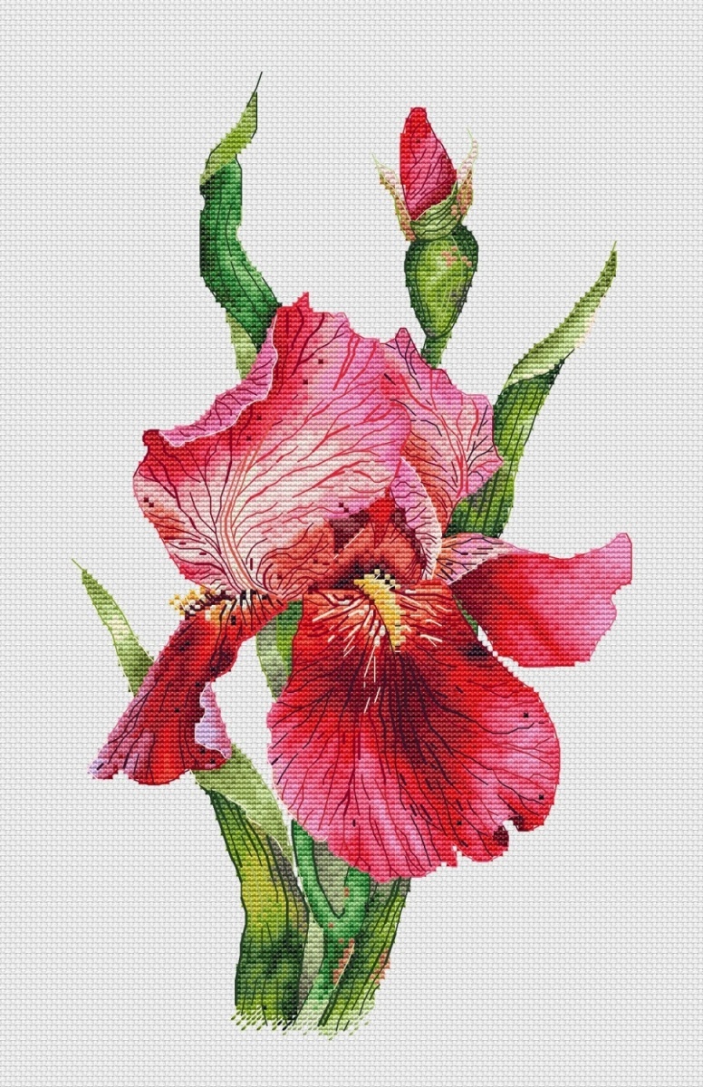 Scarlet Iris Cross Stitch Pattern фото 1