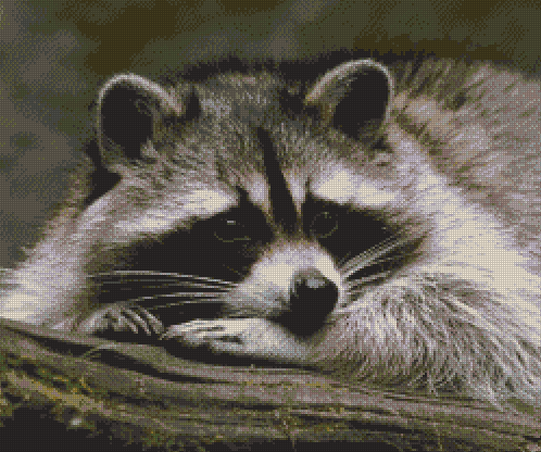 Brooding Raccoon Cross Stitch Pattern фото 1