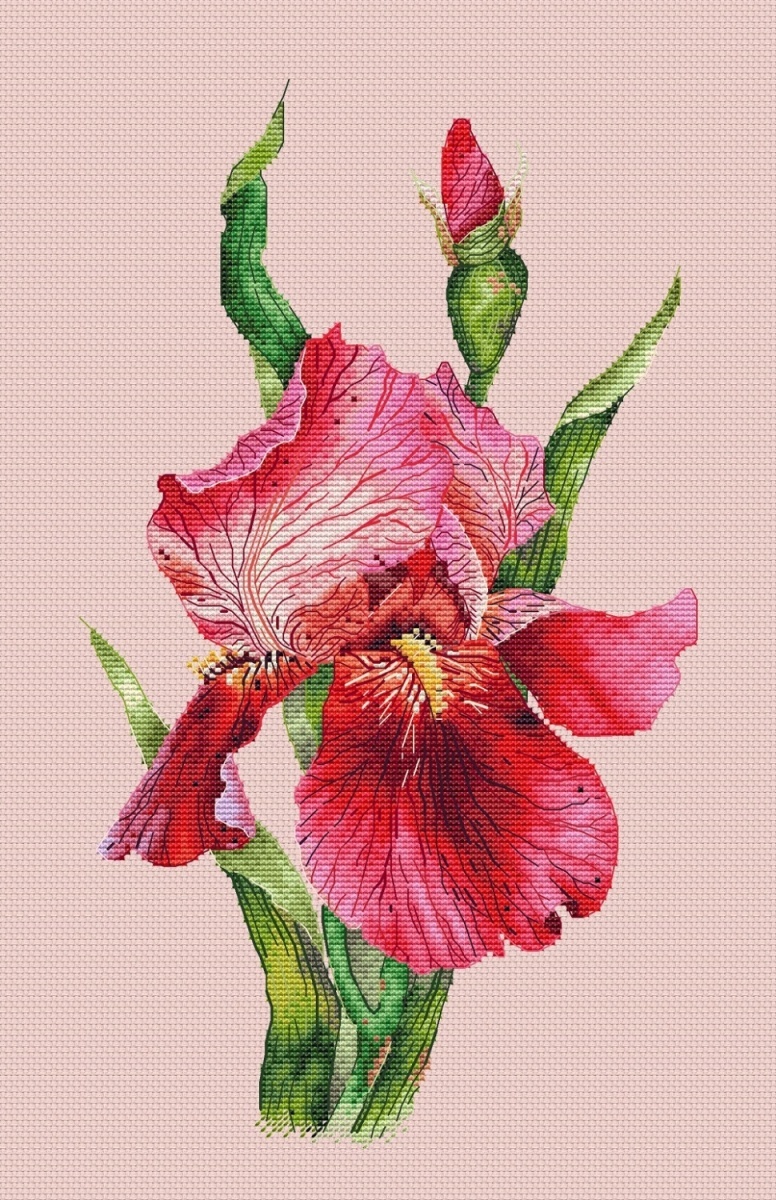 Scarlet Iris Cross Stitch Pattern фото 2