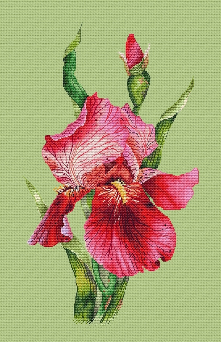 Scarlet Iris Cross Stitch Pattern фото 5