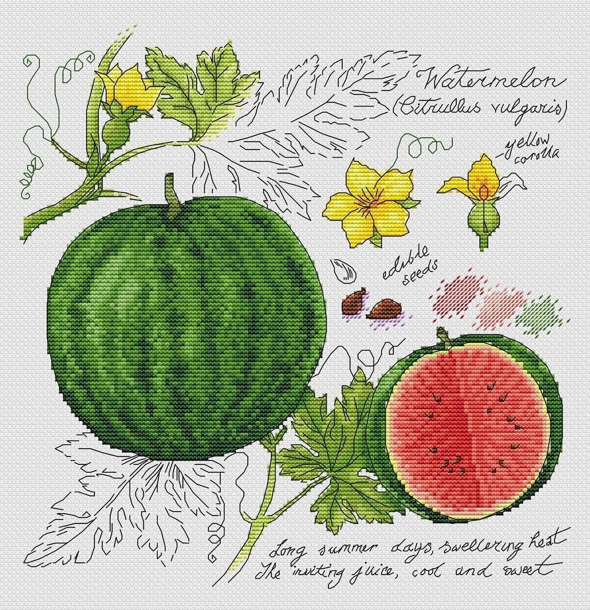 Botany. Watermelon Cross Stitch Pattern фото 1
