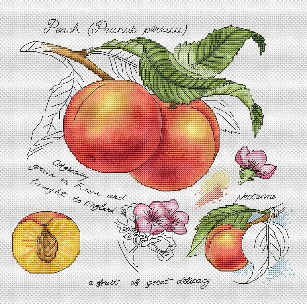 Botany. Peaches Cross Stitch Pattern фото 1