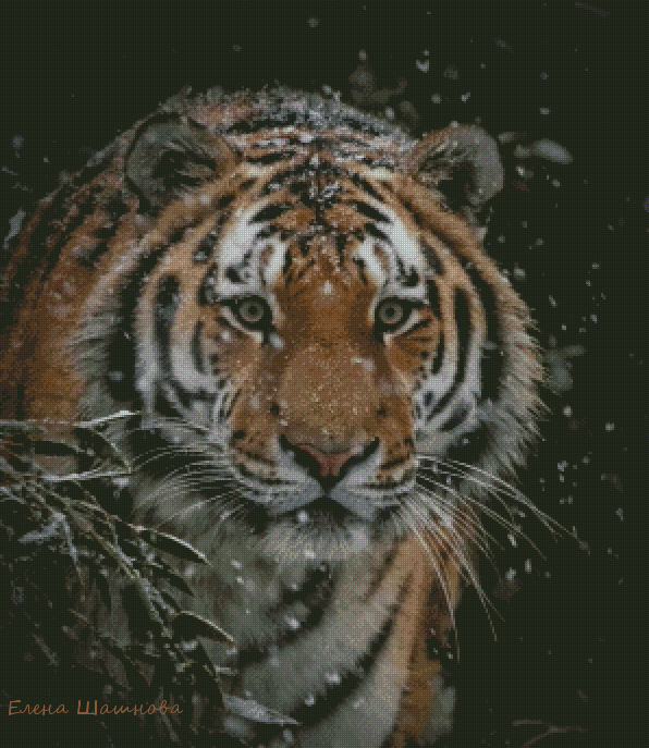 Bengal Tiger Cross Stitch Pattern фото 1