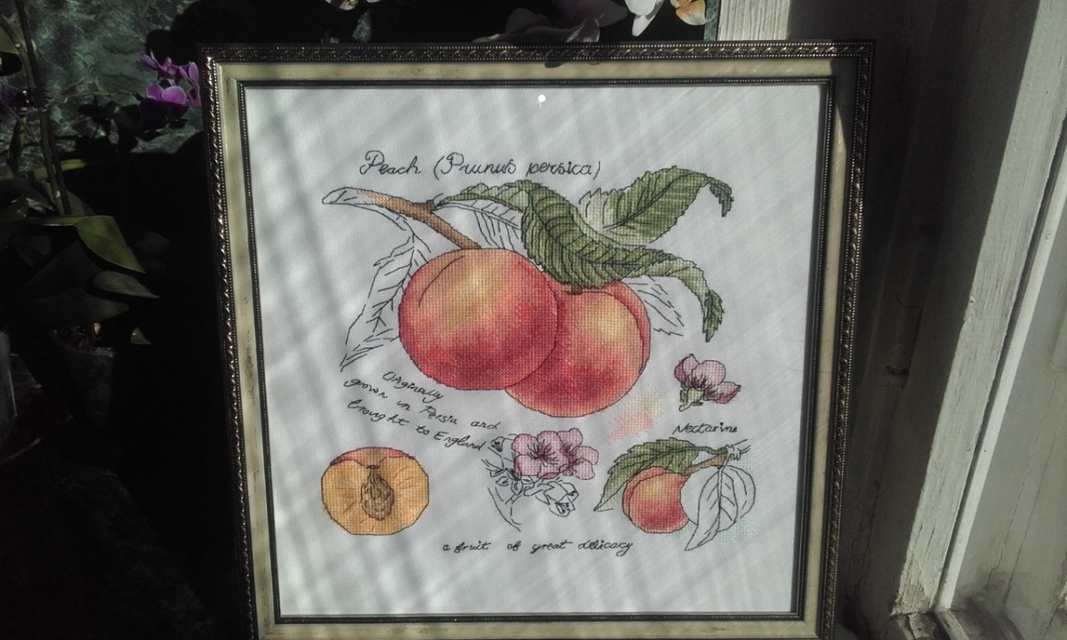 Botany. Peaches Cross Stitch Pattern фото 2