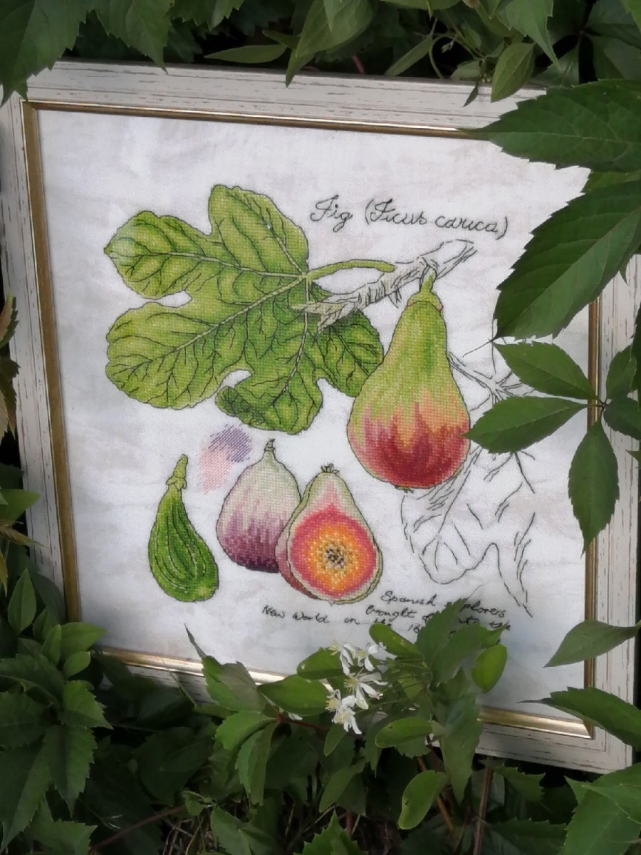 Botany. Fig Cross Stitch Pattern фото 3