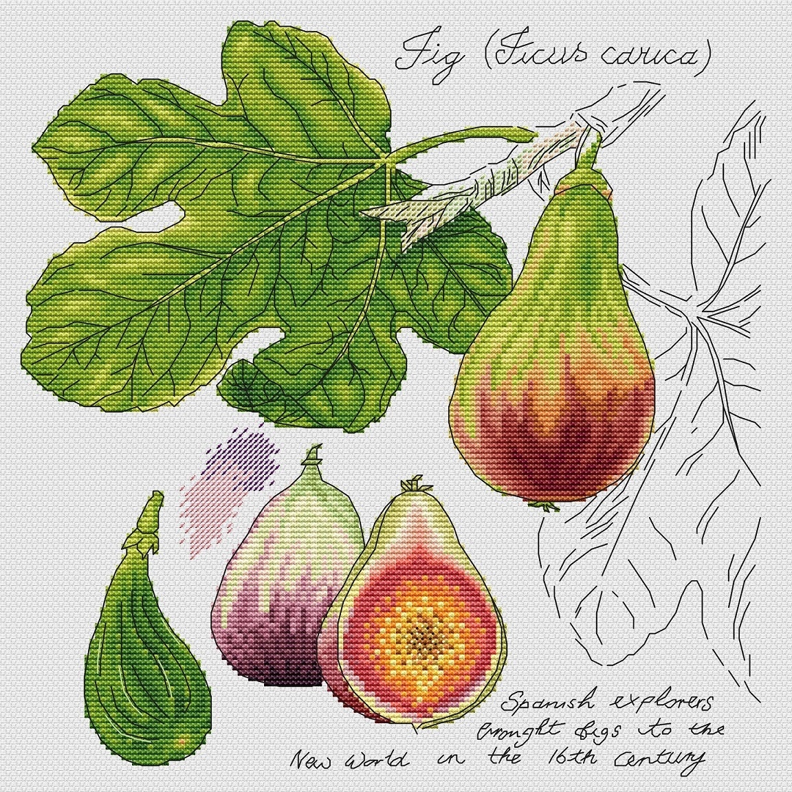 Botany. Fig Cross Stitch Pattern фото 1