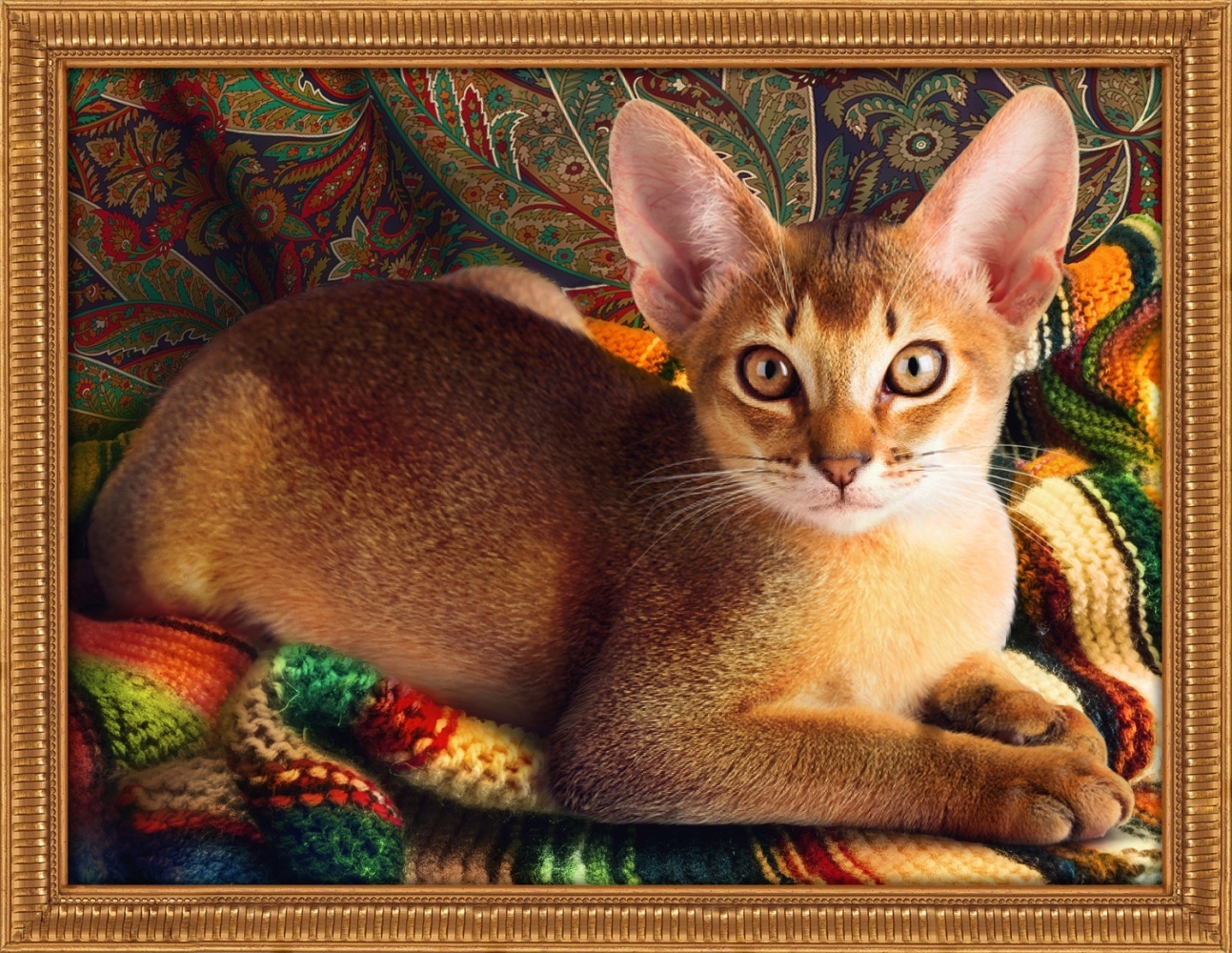 Abyssinian Cat Diamond Painting Kit, code DP-1778 Diamond painting