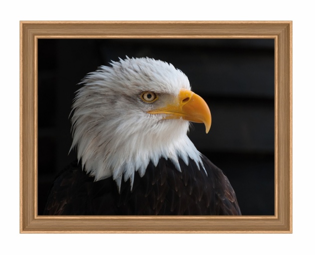 Bald Eagle Diamond Painting Kit, code DP-1714 Diamond painting | Buy ...